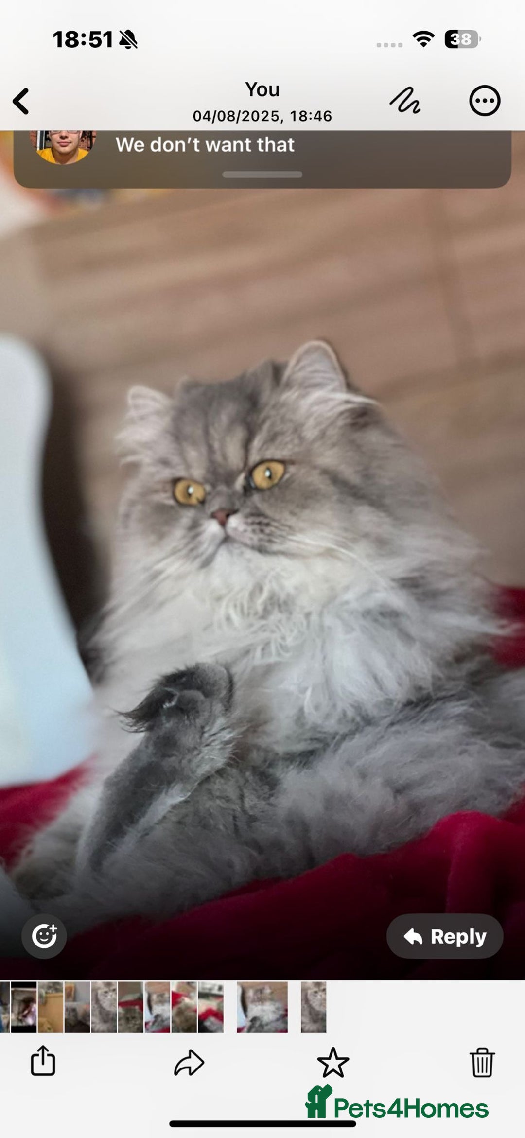Persian cats for sale: Kitten  - Image 25