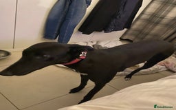Greyhound dogs for sale: Greyhound puppy girl flo jo beautiful natured  - Image 2
