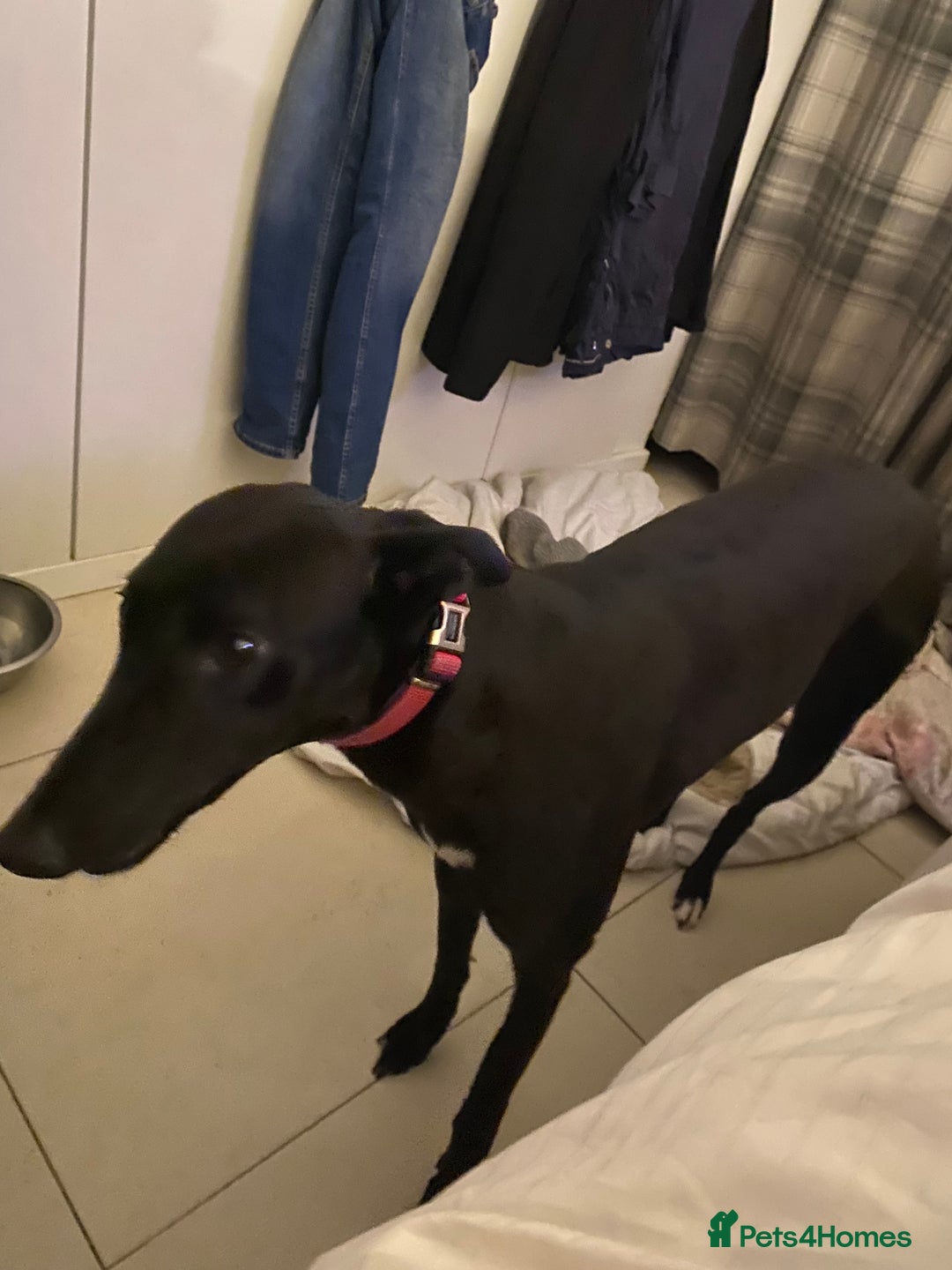 Greyhound dogs for sale: Greyhound puppy girl flo jo beautiful natured  - Image 2