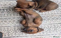 Dachshund dogs for sale: Three Miniature Dachshund puppies ready for sale  - Image 11