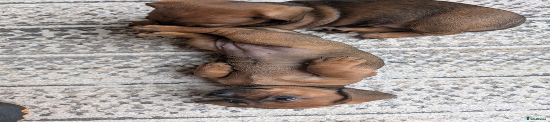 Dachshund Puppy 3