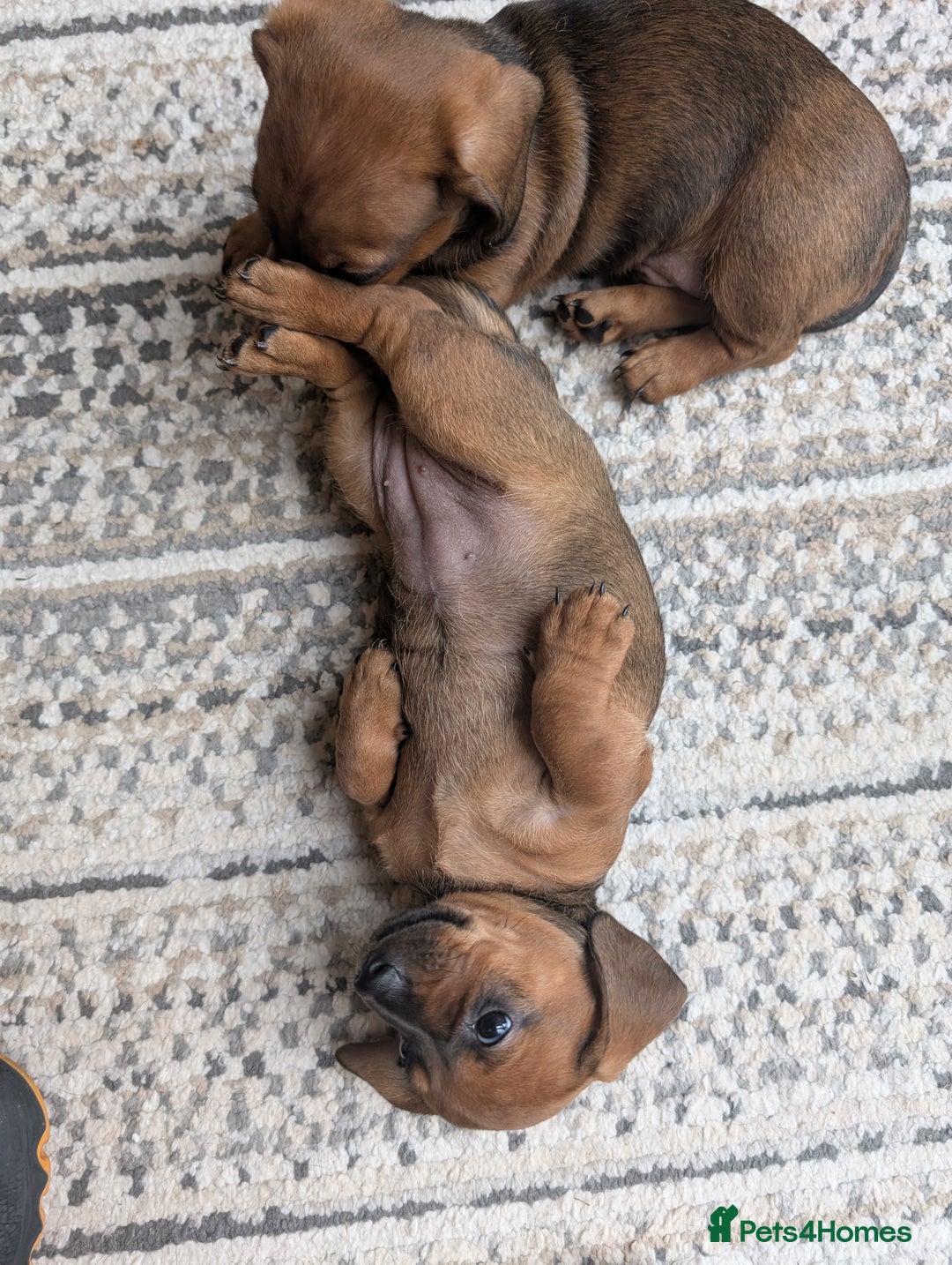 Dachshund dogs for sale: Three Miniature Dachshund puppies ready for sale  - Image 11
