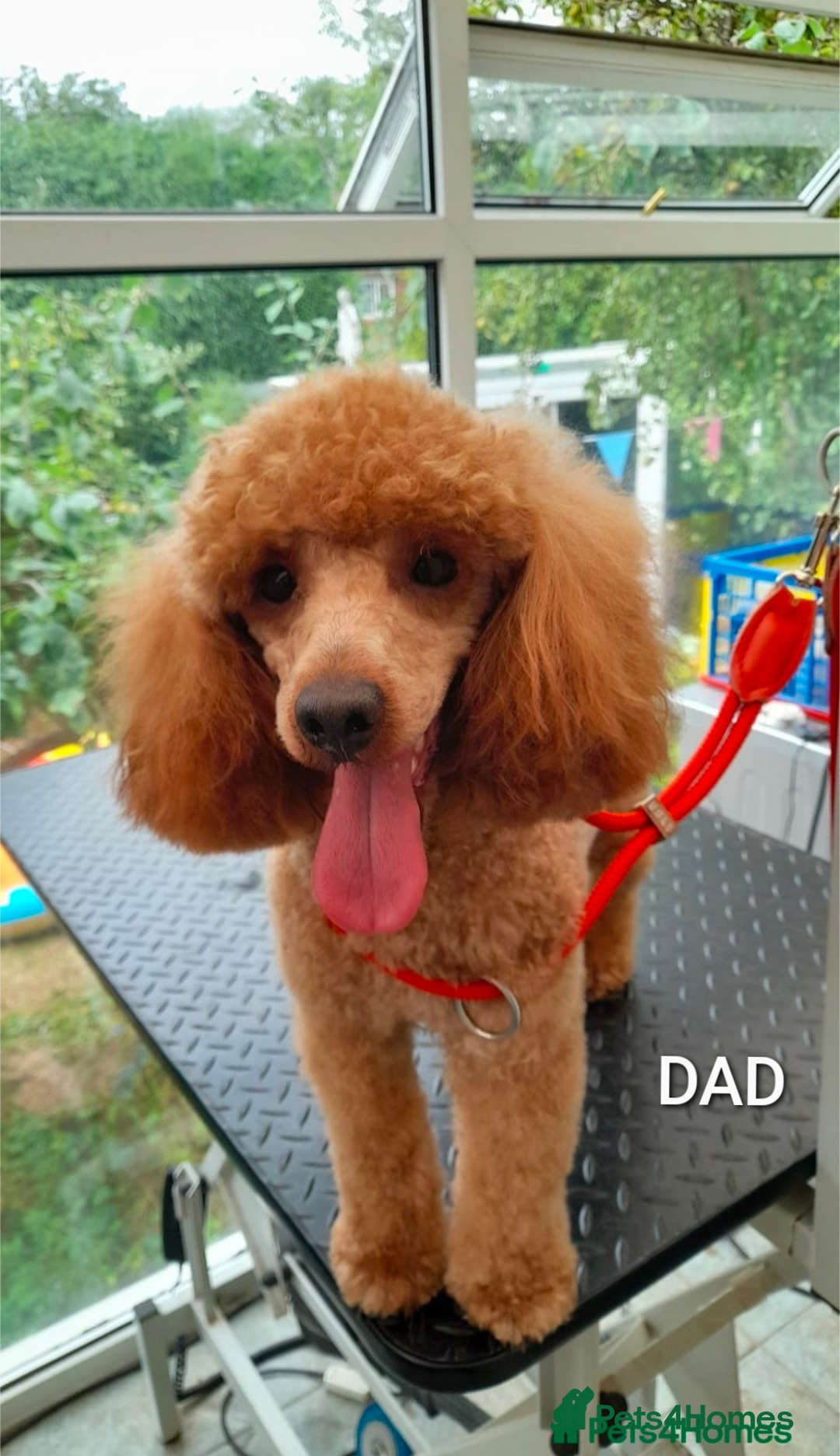 Cockapoo dogs for sale: Miniature Cockapoo Puppies  - Advert 6