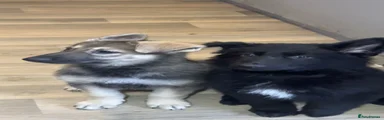 German Shepherd Puppy 3