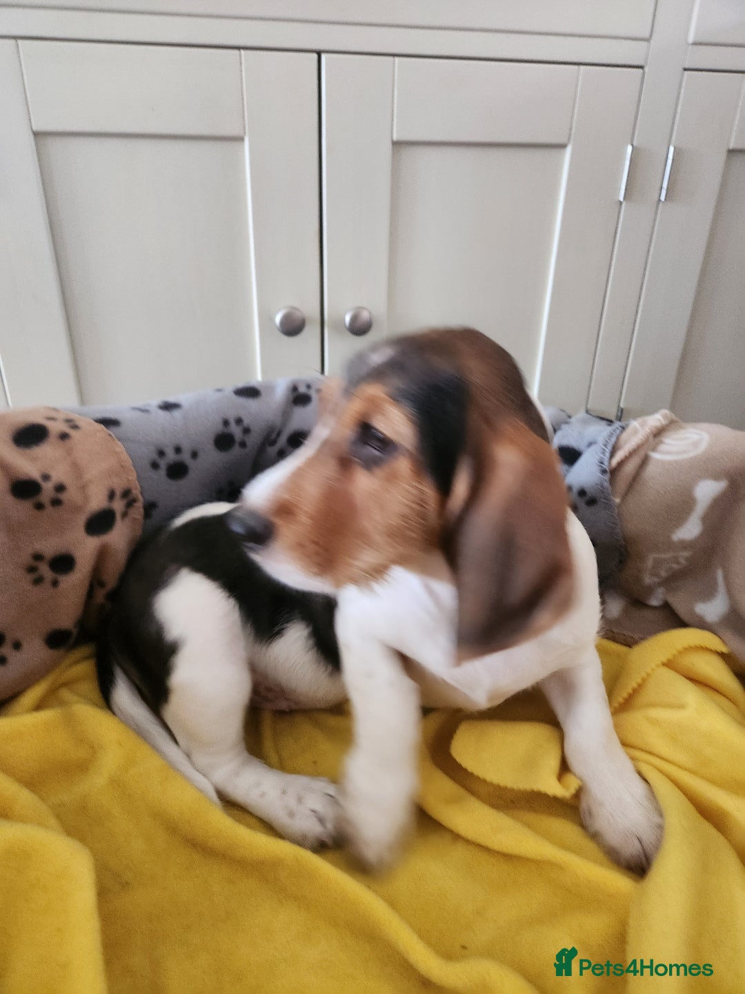 Basset Griffon Vendeen dogs for sale: Petite x English  - Advert 2