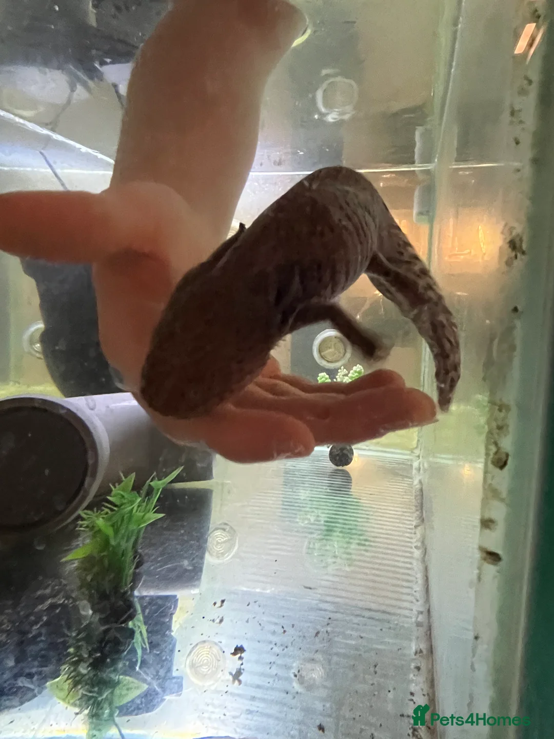 Axolotl reptiles for sale: Mixed pair of Axolotls with Tank - Advert 6