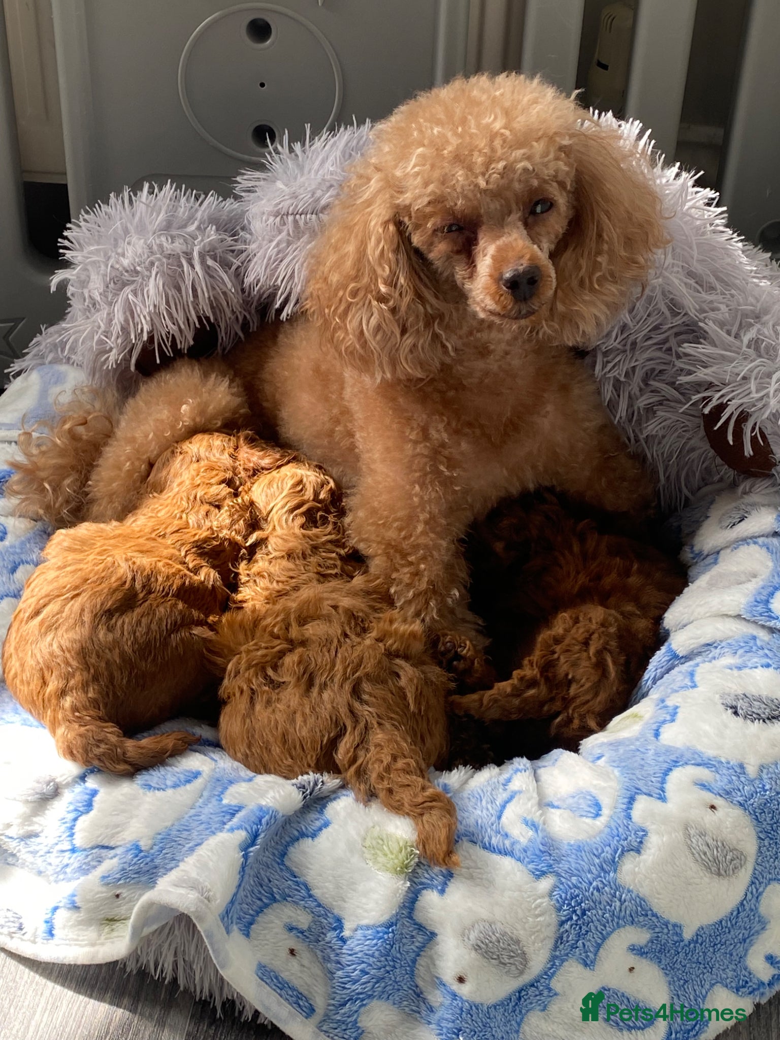 Toy Poodle dogs Kennel Club Reg.Beautiful Red Toy Poodle   - Advert 1