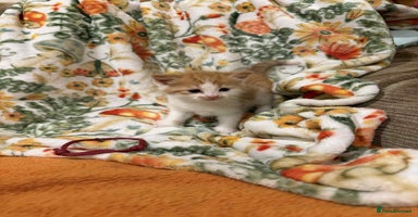 Mixed Breed cats - Advert 9