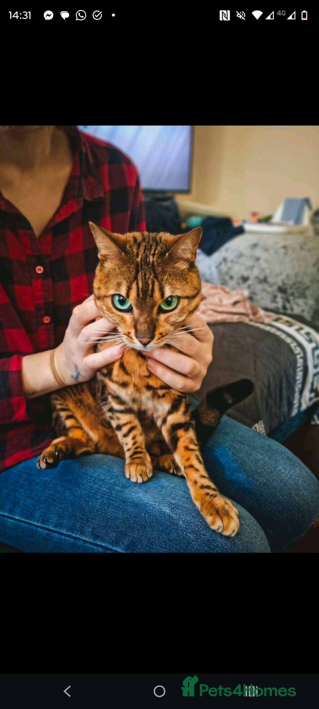 Bengal cats Affectionate Bengal Lap Cat - Stunning Markings - Advert 1