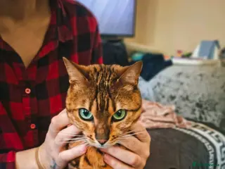 Bengal cats Affectionate Bengal Lap Cat - Stunning Markings - Advert 4