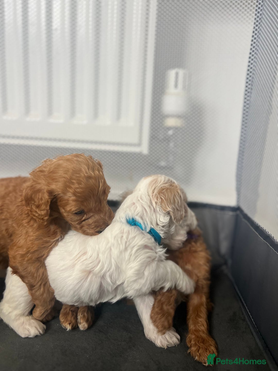 Mixed Breed dogs for sale: Cockapoochon Puppies.  - Image 26
