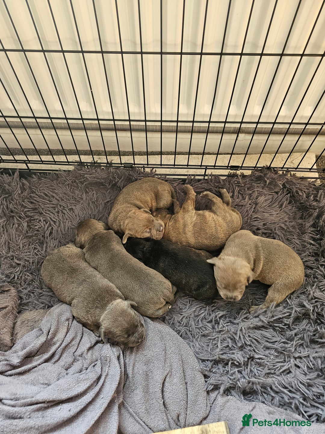 Staffordshire Bull Terrier dogs for stud: Staffordshire bull terrier  in Mansfield - Advert 6