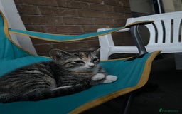 Mixed Breed cats for sale: FEMALE KITTEN - microchipped, flea&worm treated!  - Image 21