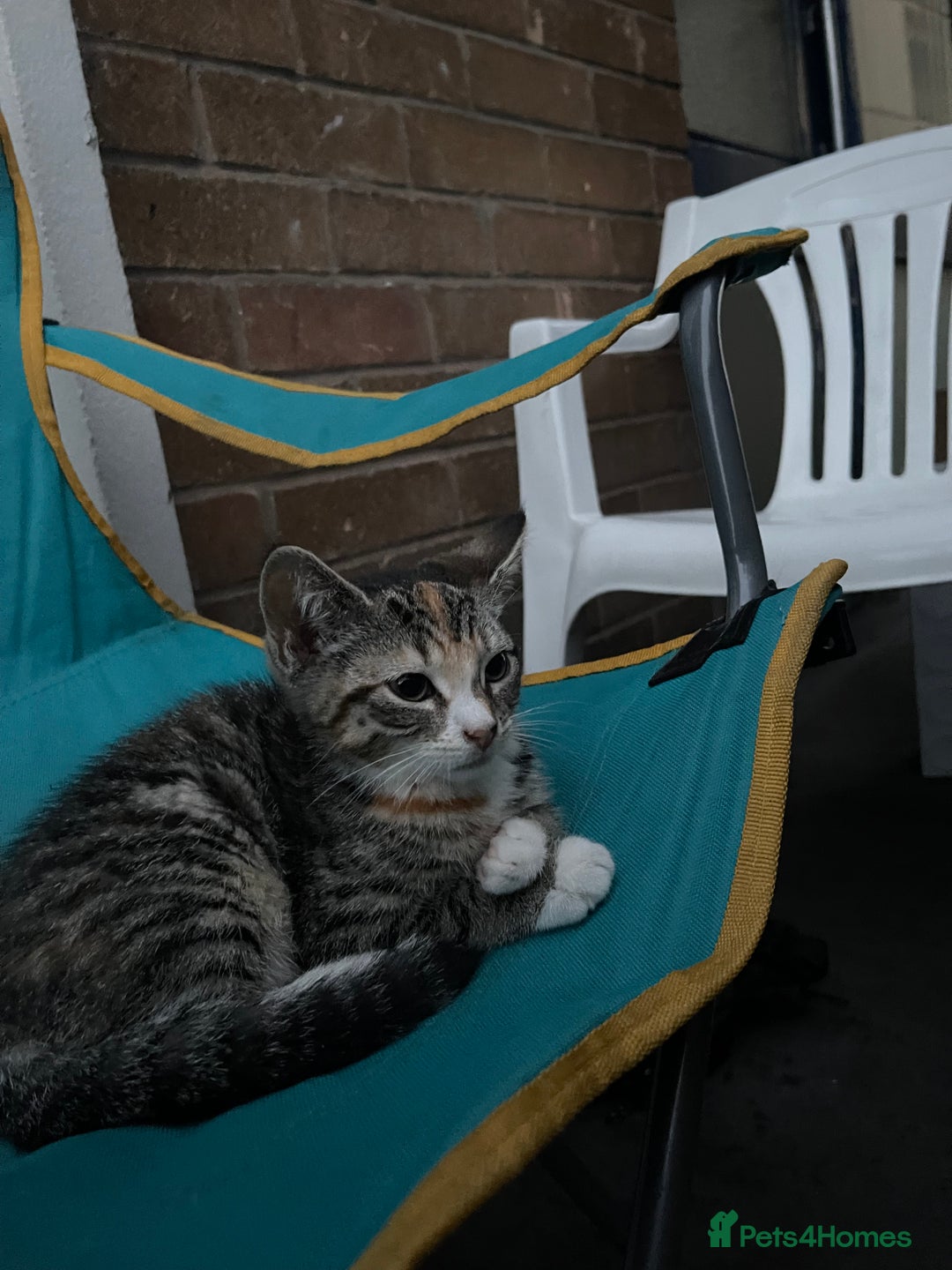 Mixed Breed cats for sale: FEMALE KITTEN - microchipped, flea&worm treated!  - Image 21