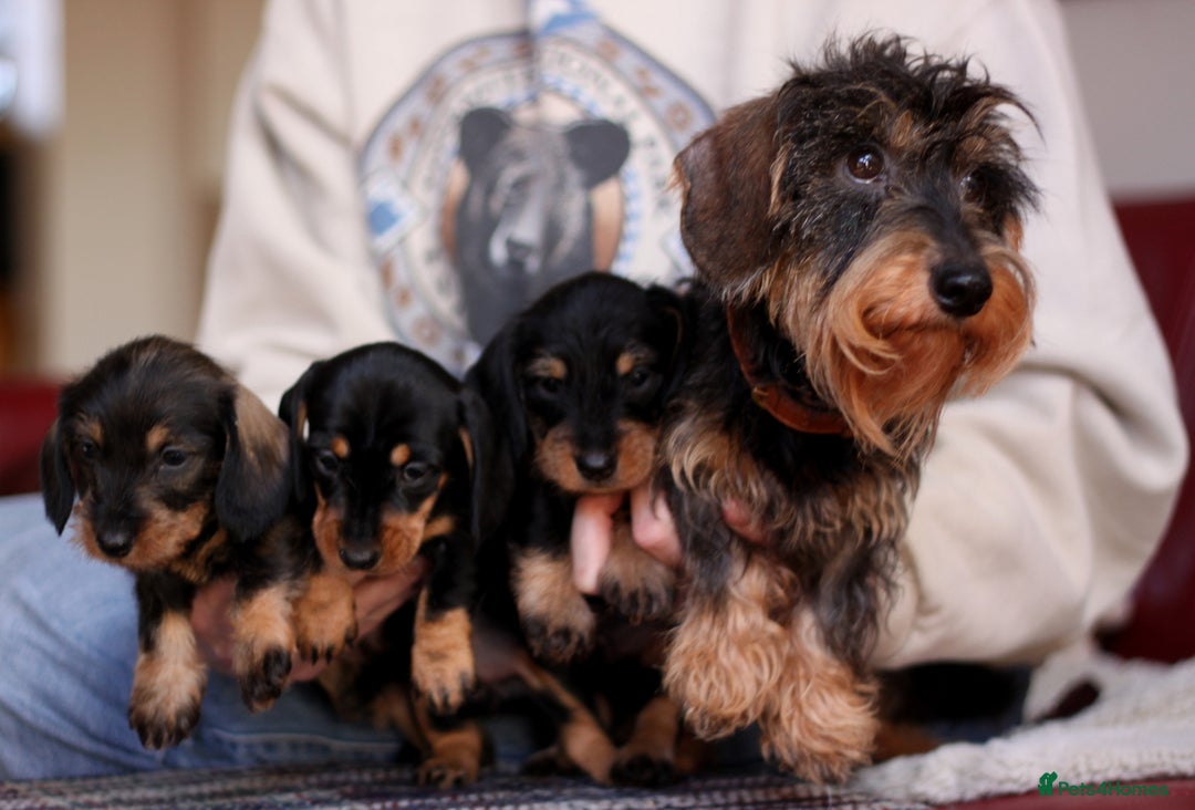 Miniature Dachshund dogs for sale: KC reg Miniature Wirehaired Dachshund pups - Advert 7