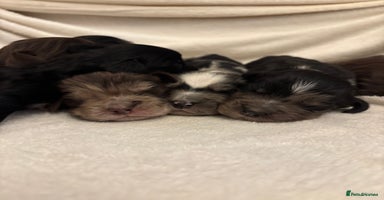 Cocker Spaniel dogs - Advert 12