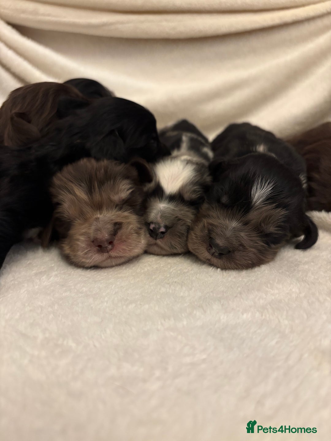 Cocker Spaniel dogs for sale: Cocker Spaniel Pups Seeking Forever Homes!💖 - Image 2