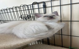 Ragdoll cats for sale: Ragdoll kittens - Image 5