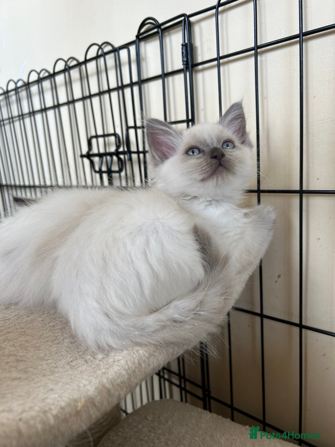 Ragdoll cats for sale: Ragdoll kittens - Image 5