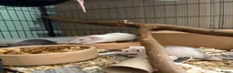 Rat rodents for sale: BEAUTIFUL BABY TAME RATS  - Advert 2