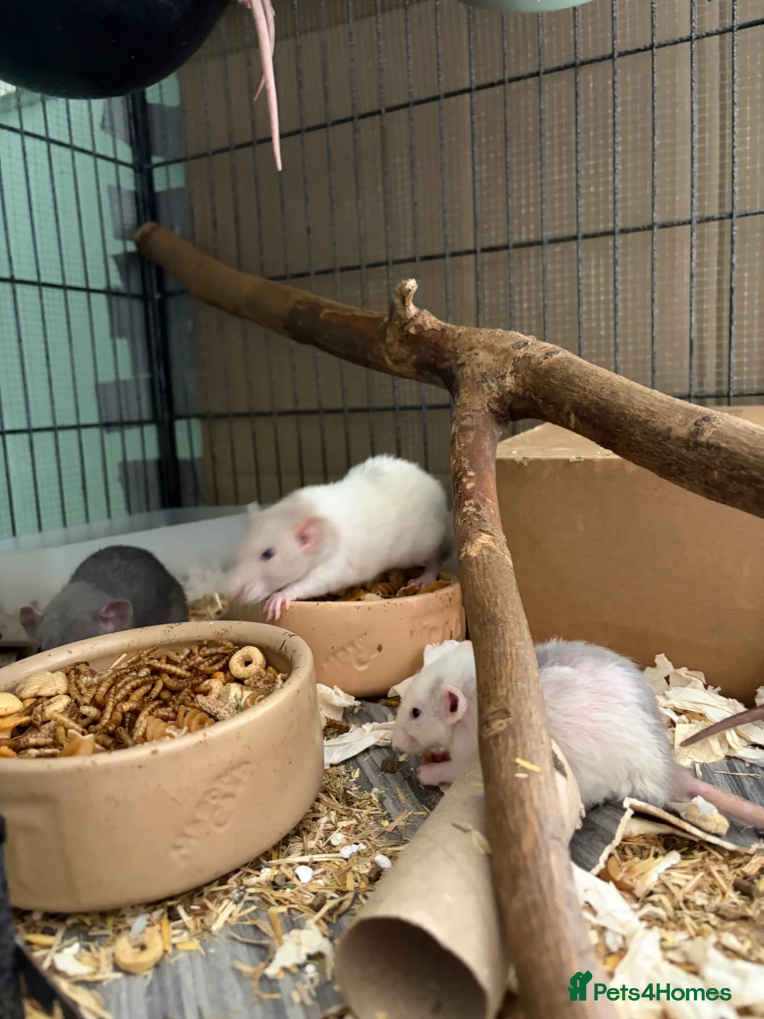 Rat rodents for sale: BEAUTIFUL BABY TAME RATS  - Advert 2