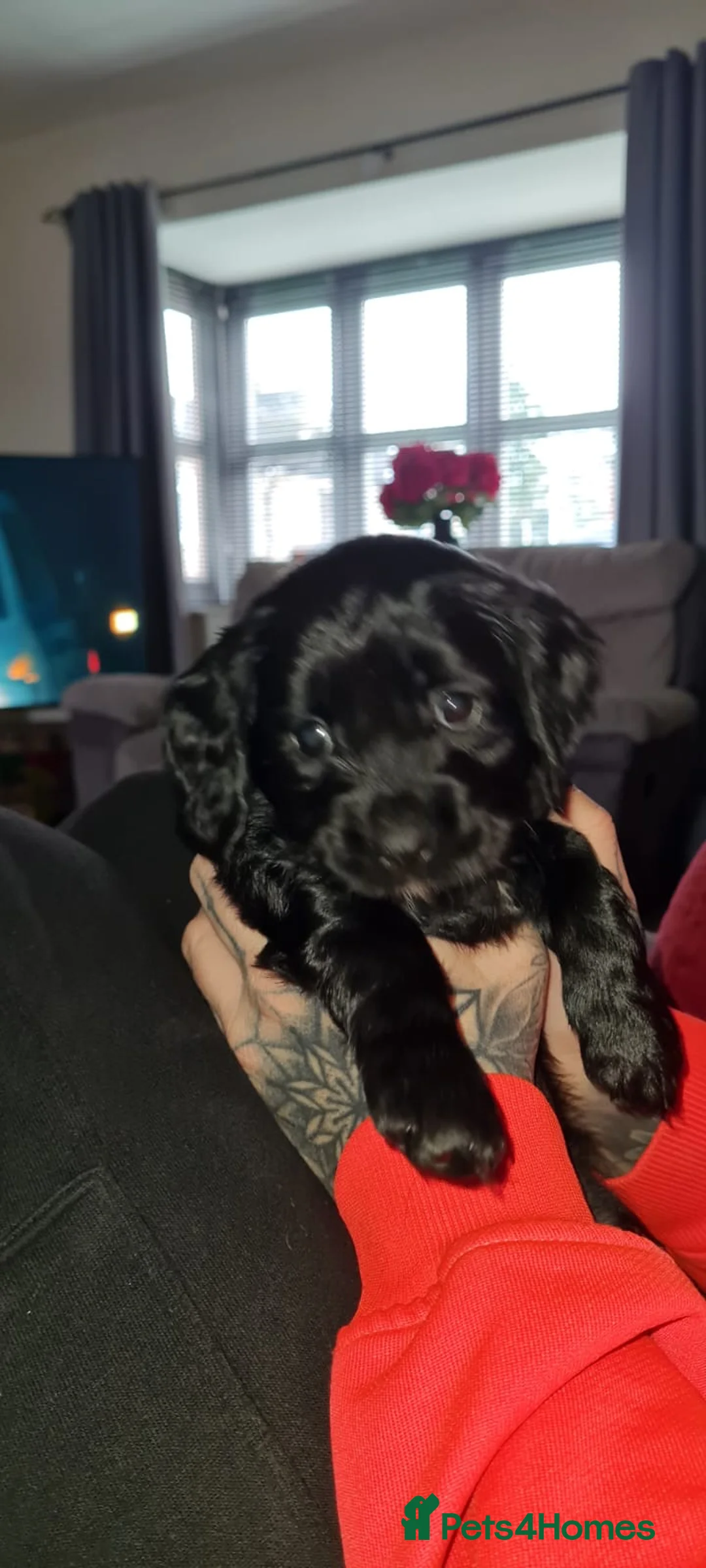 Mixed Breed dogs for sale: Beautiful Cavapoo puppies  - Advert 6