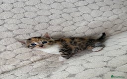 Mixed Breed cats for sale: 7 little kittens - Image 18