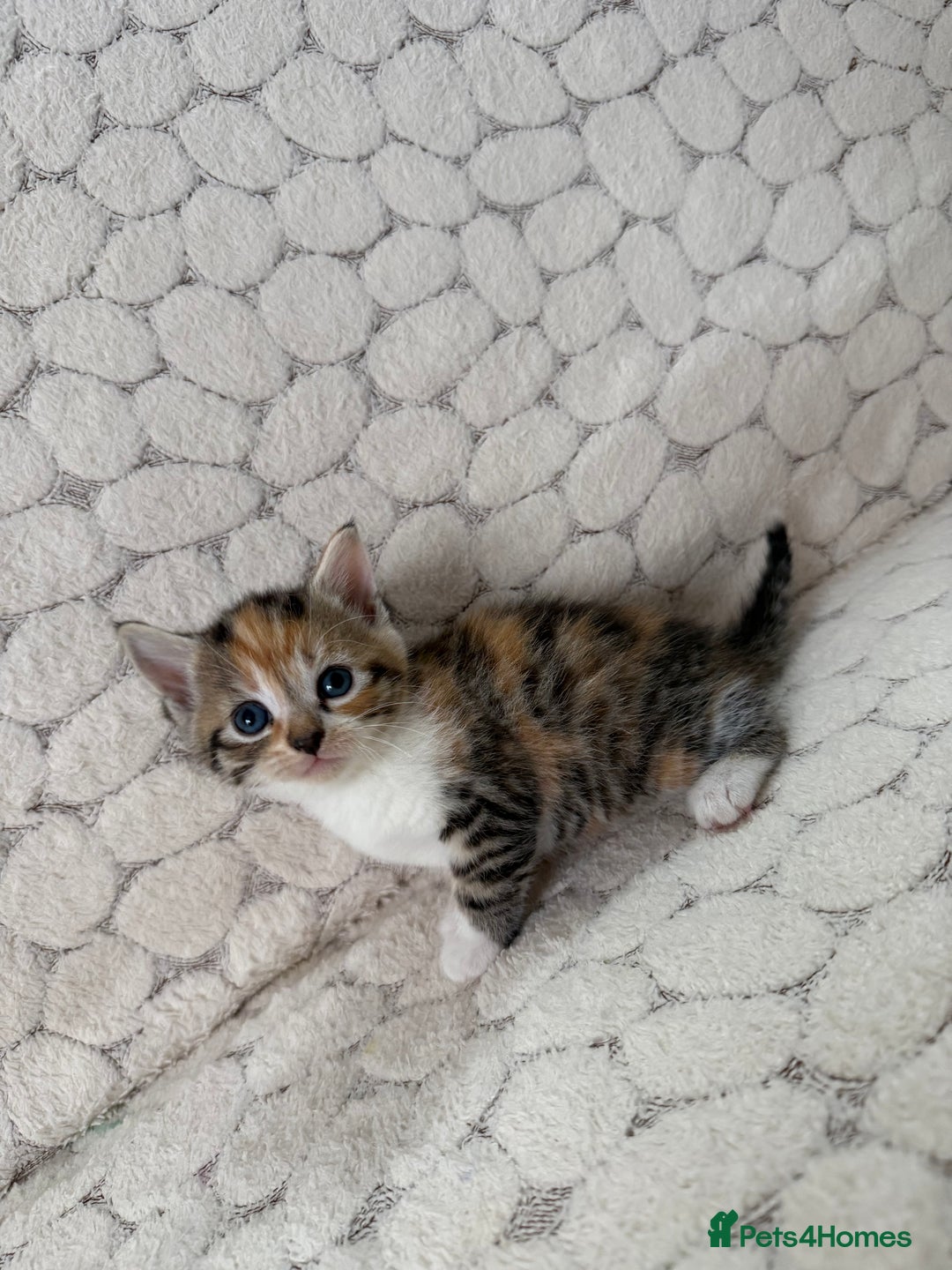 Mixed Breed cats for sale: 7 little kittens - Image 18