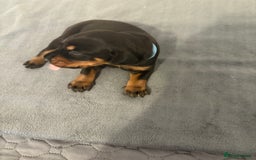 Dobermann dogs for sale: 🌟🌟KC Dobermanns - 38+ Champions in Bloodline🌟🌟 in London - Image 7
