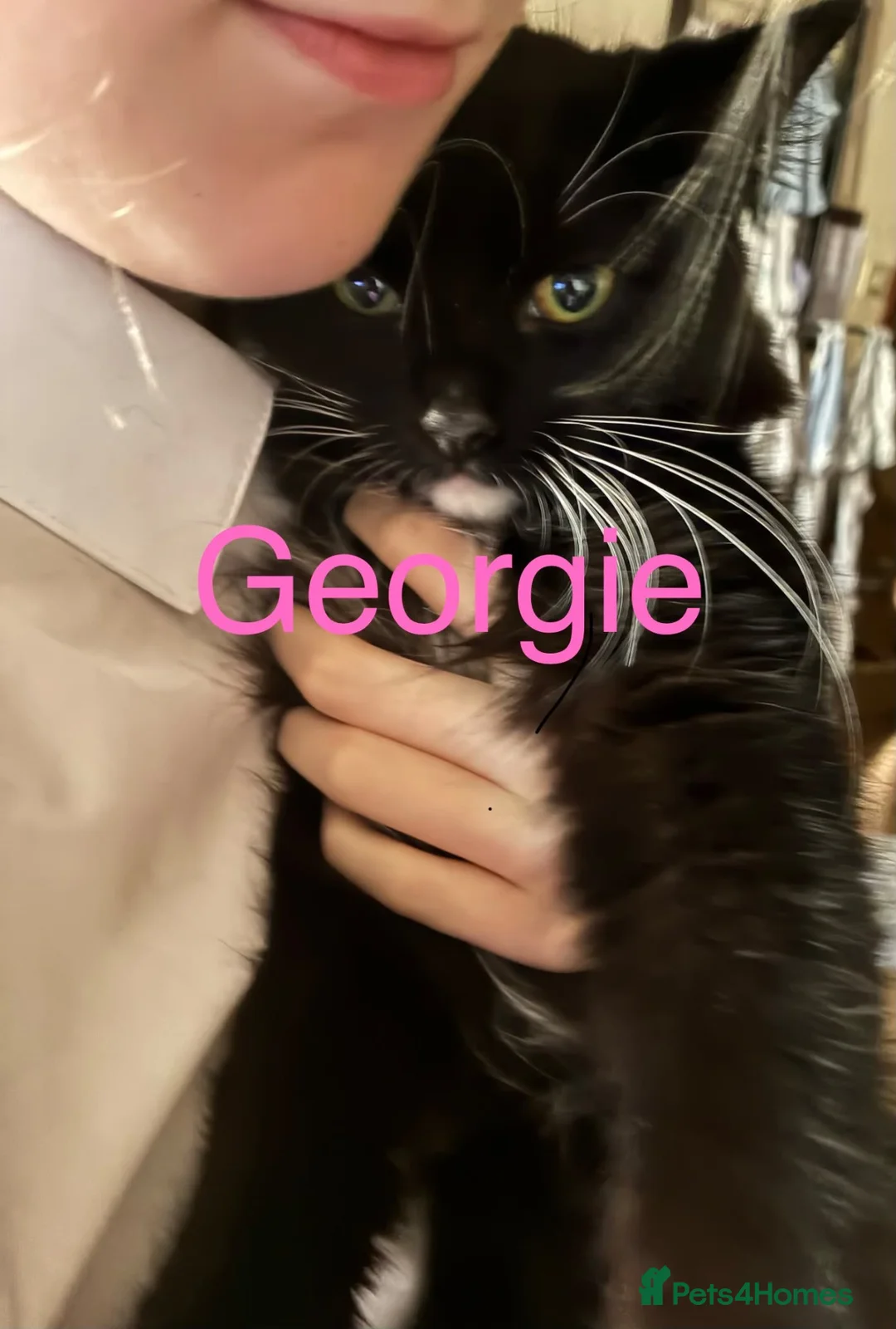 Mixed Breed cats for sale: Georgie is in need of a new home in Leeds - Advert 1