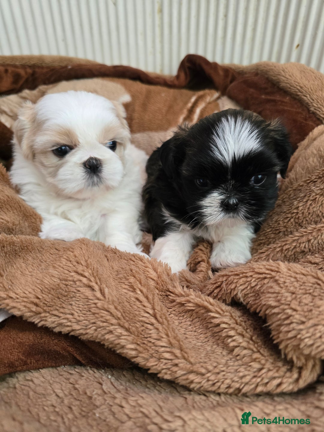 Shih Tzu dogs for sale: Hi my name is Maria  - Image 14