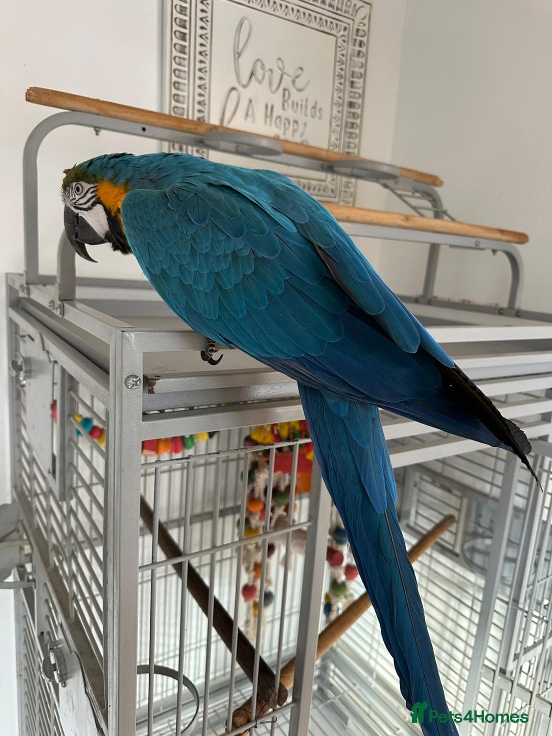 Macaws birds for sale: Blue and gold macaw 5 years old  - Image 9