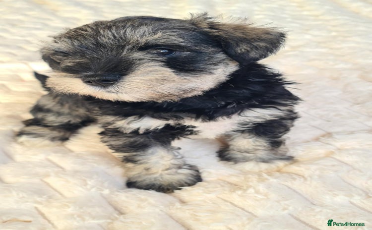 Miniature Schnauzer dogs - Advert 7