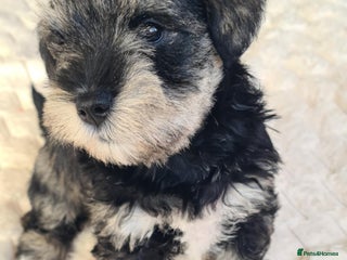 Miniature Schnauzer dogs - Advert 2