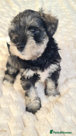 Miniature Schnauzer dogs - Advert 2