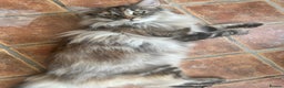 Norwegian Forest Cat cats for sale: 1 yr old full GCCF female Norwegian forest cat  - Advert 1