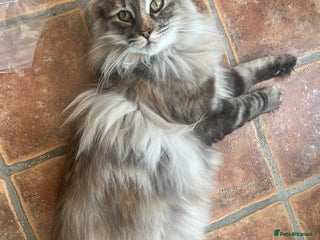 Norwegian Forest Cat cats 1 yr old full GCCF female Norwegian forest cat - Advert 1