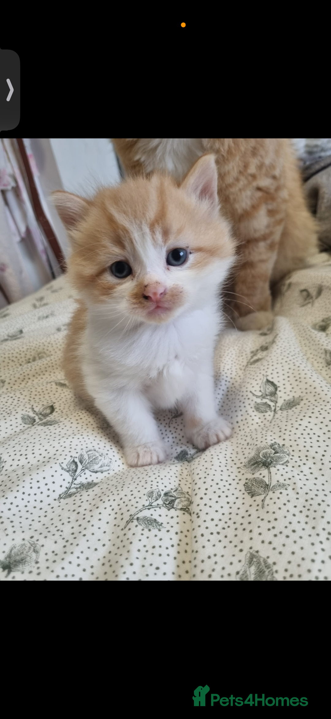 Mixed Breed cats for sale: 4 Kittens for sale - Advert 3