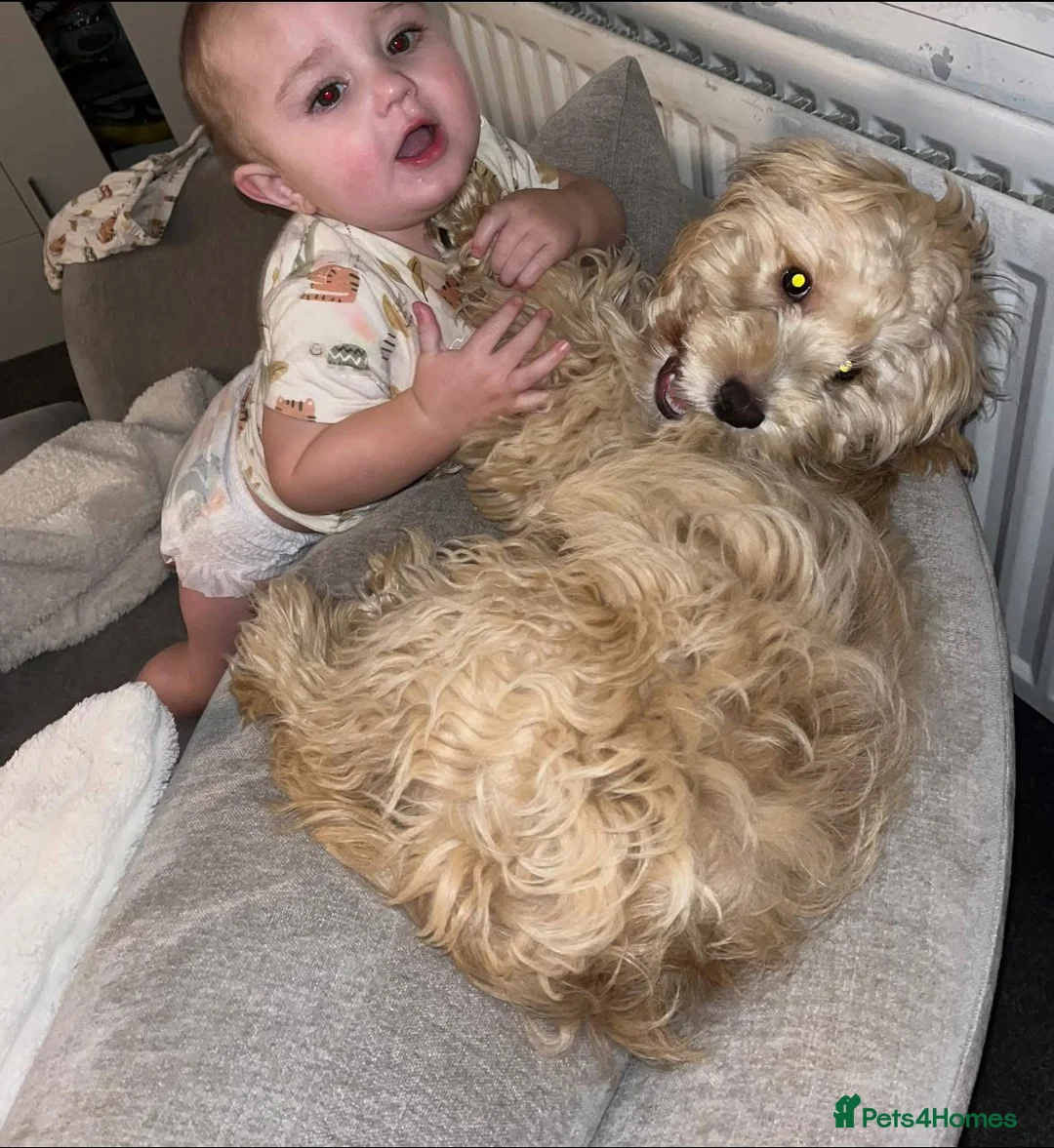 Cavapoo dogs for sale: Female cavapoo in Bishop Auckland - Advert 2