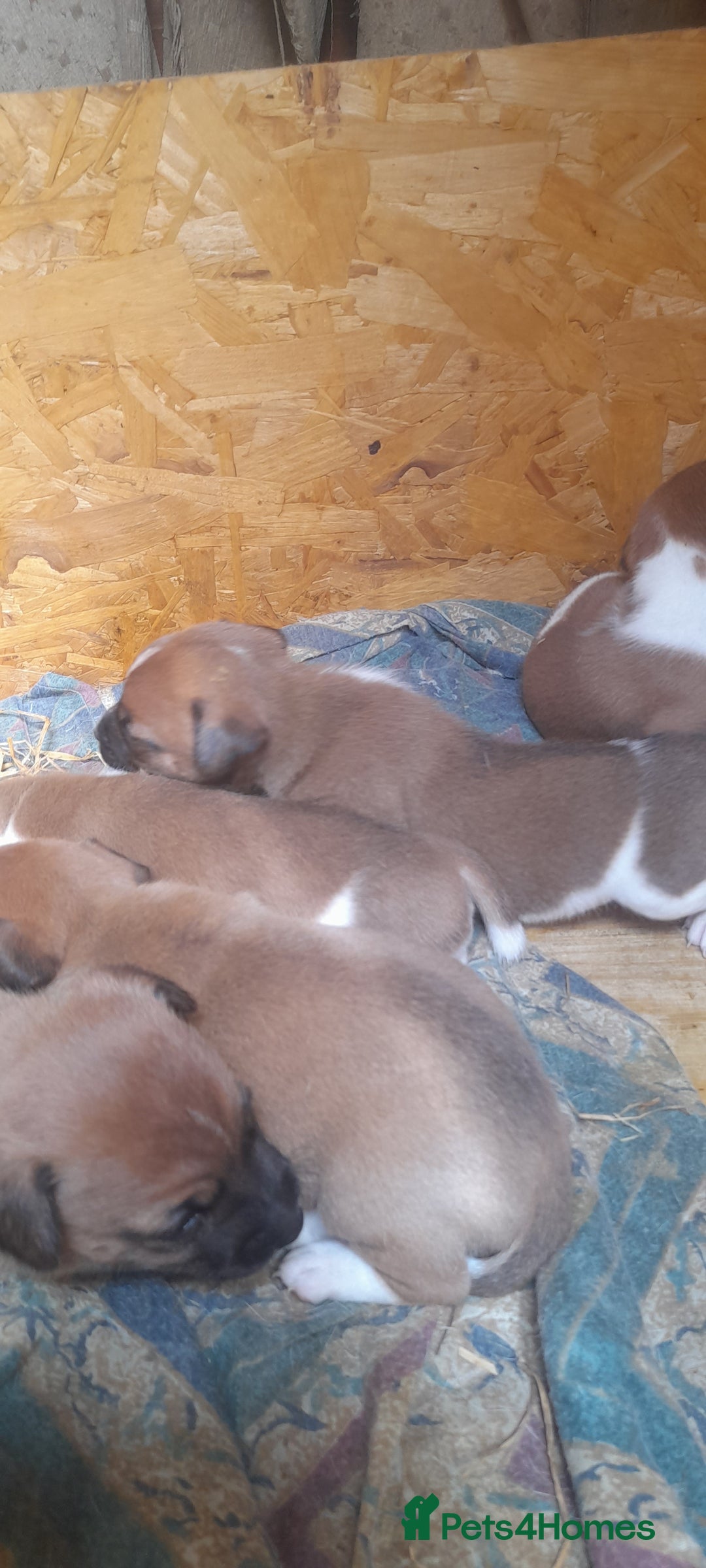 Plummer Terrier dogs for sale: Plummer terrier puppies  - Image 6