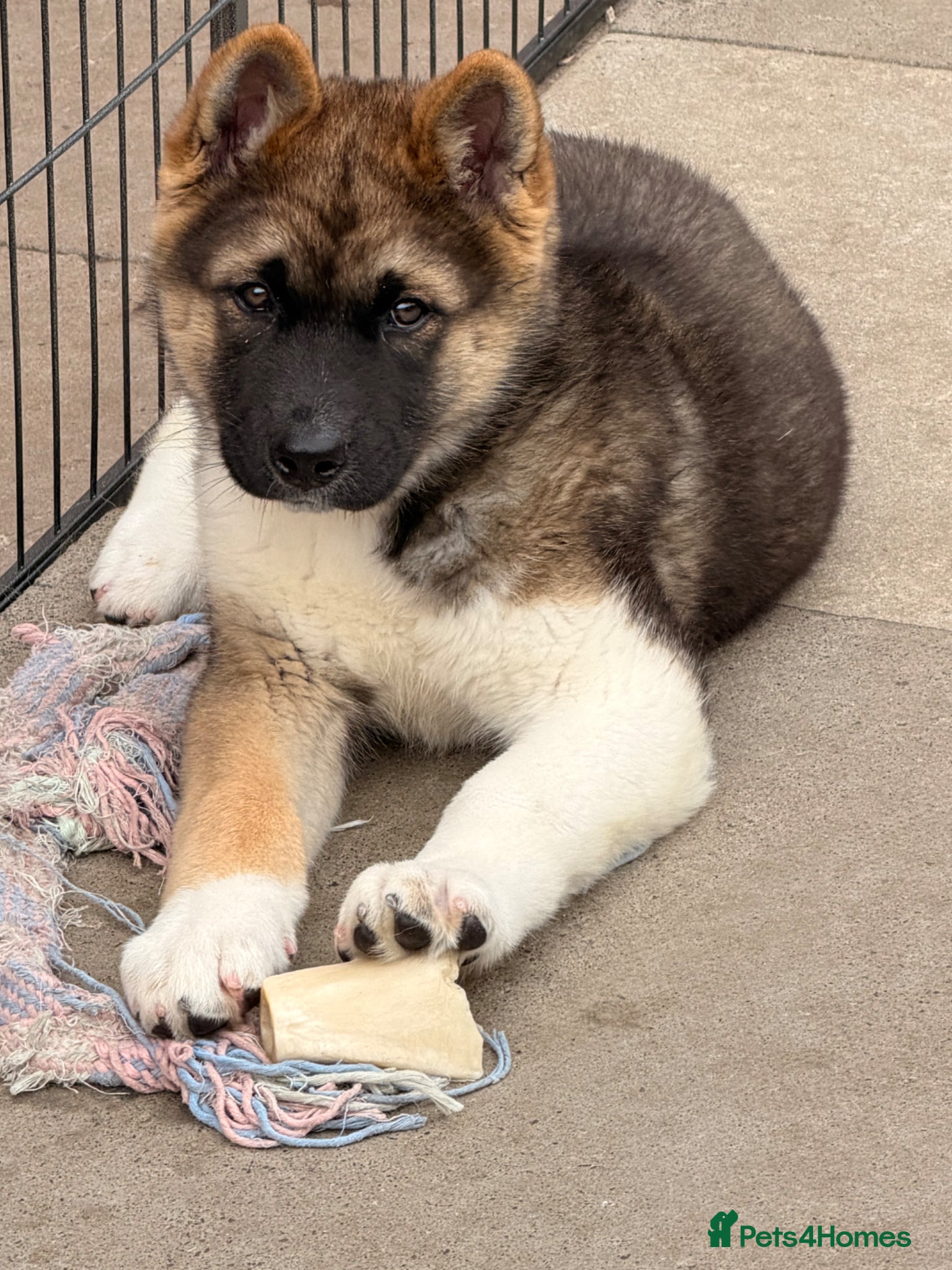 Akita dogs for sale: American Akita  - Advert 2