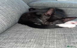 Domestic Shorthair cats for sale: Domestic longhair kittens - Image 12
