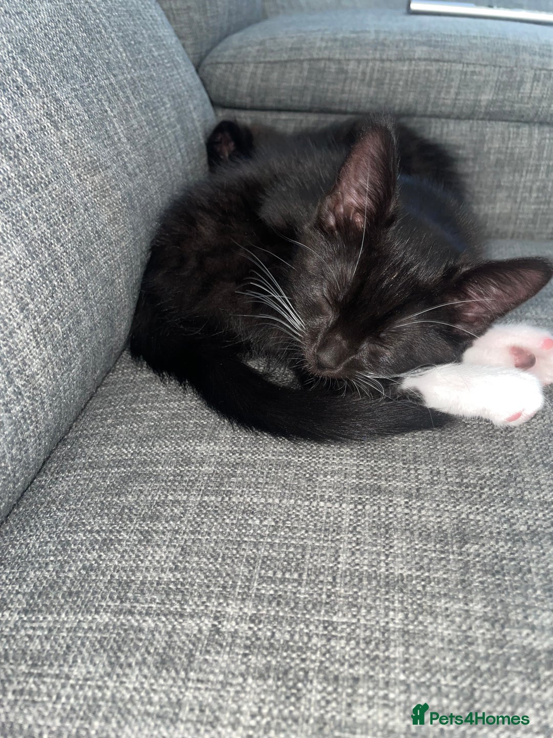 Domestic Shorthair cats for sale: Domestic longhair kittens - Image 12