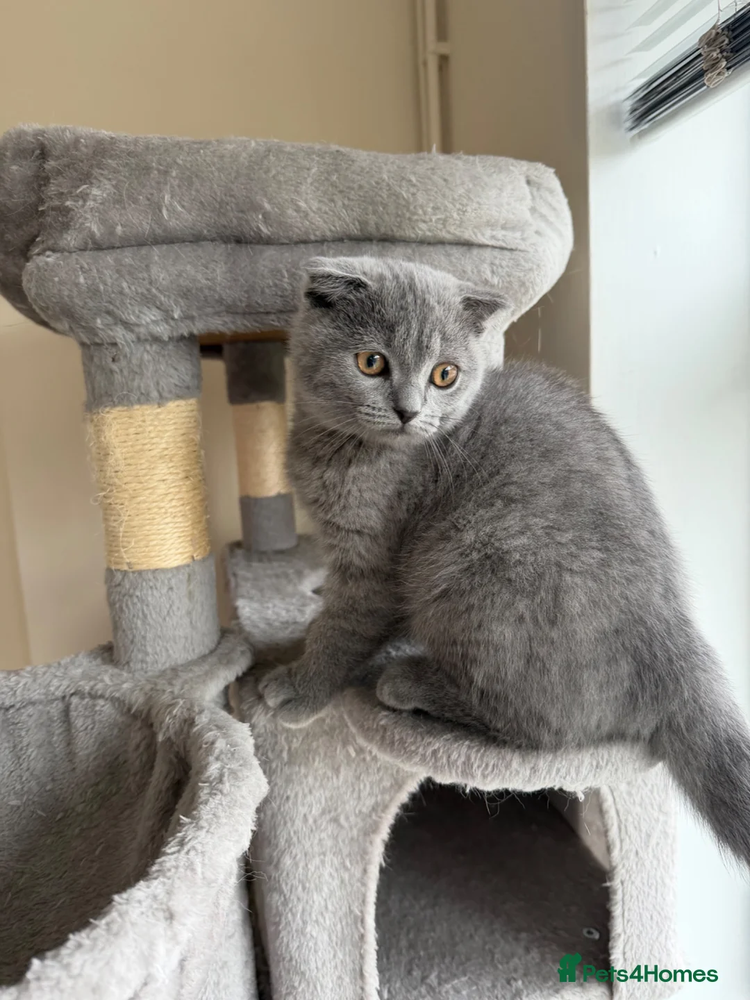 Mixed Breed cats for sale: British shorthair and Scottish fold kittens  - Advert 10