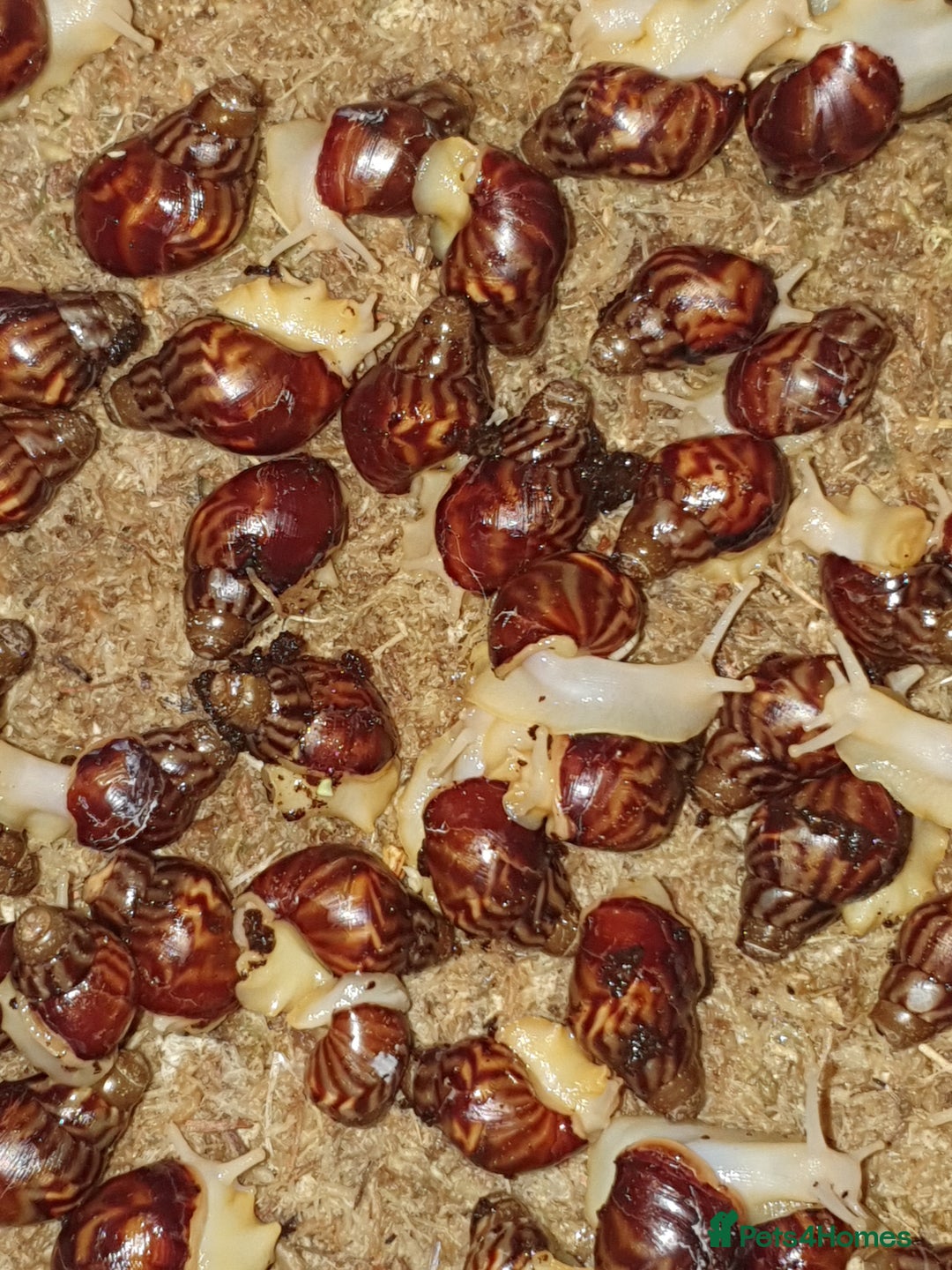 Snails invertebrates for sale: Giant African Land Snail babies - Advert 11