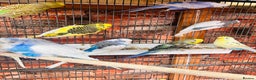 Budgerigars birds for sale: Budgies for sale  - Advert 4