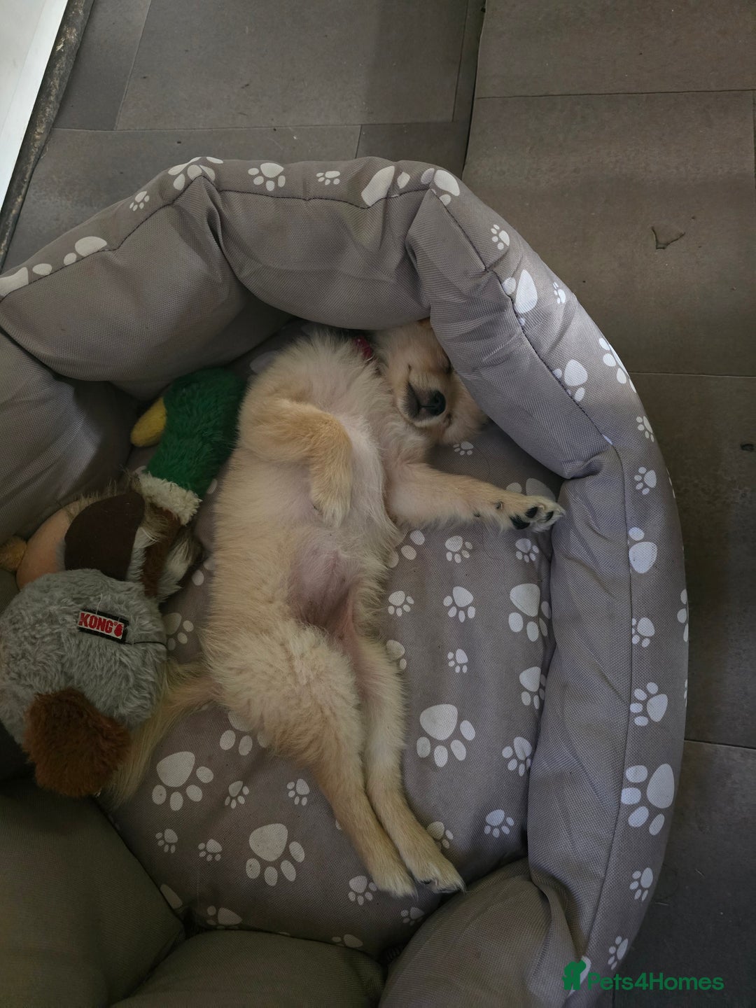 Pomeranian dogs for sale: Pomerenian - Image 6