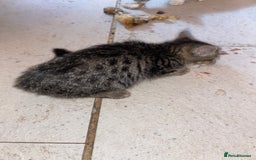 Mixed Breed cats for sale: kittens Bengal x microchipped flea/worm.insured.  - Image 19