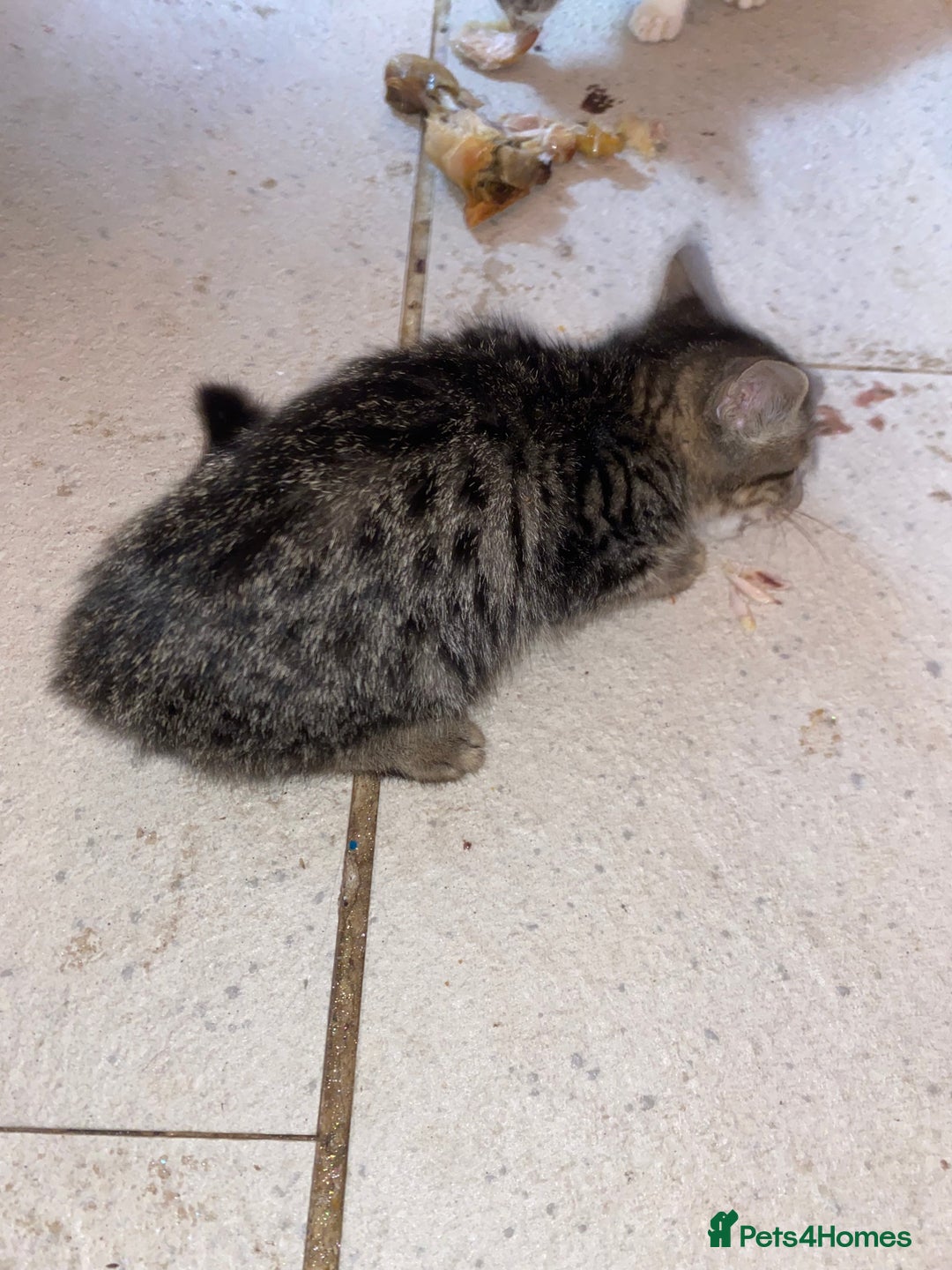 Mixed Breed cats for sale: kittens Bengal x microchipped flea/worm.insured.  - Image 19