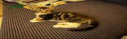 Mixed Breed cats for sale: Luce  - Advert 5
